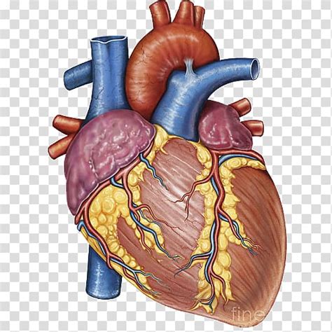 Heart Gross Anatomy Human Body Heart Transparent Background PNG