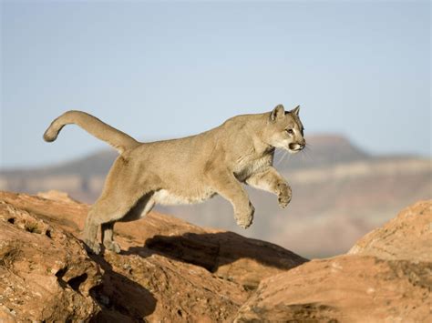 Colorado Runner Kills Mountain Lion In Self Defense Mpr News