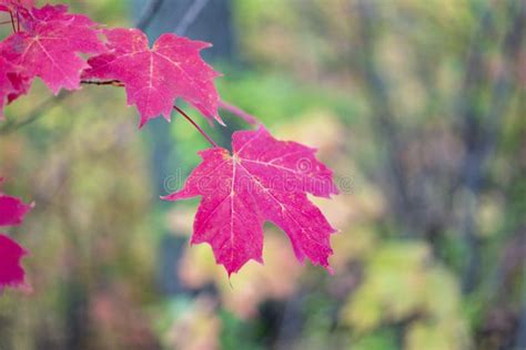 Vibrant Pink Red Maple Leaves Hanging In Autumn Forest Closeup Stock