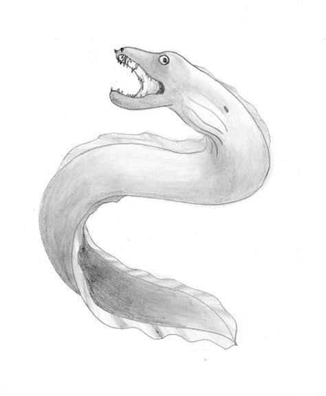 Moray Eel By Whisperwings On Deviantart