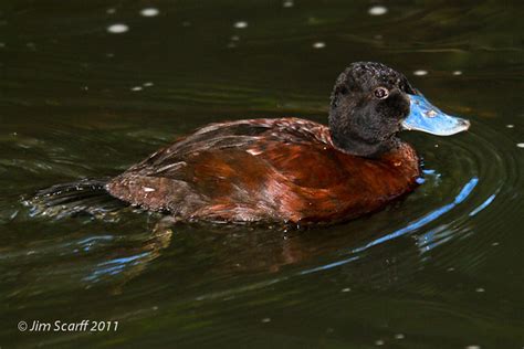 All Sizes Blue Billed Duck Male Flickr Photo Sharing