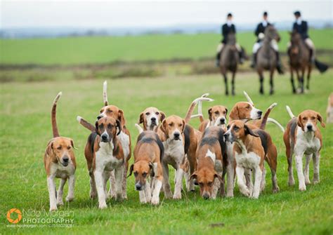 Pin on Х English Foxhound