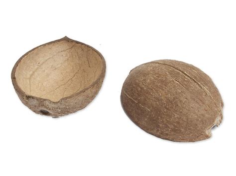 Coconut Shells From Monty Python And The Holy Grail Warehouse 13