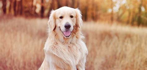 Golden Dog Breeds Meet 20 Gorgeous Gold Dogs