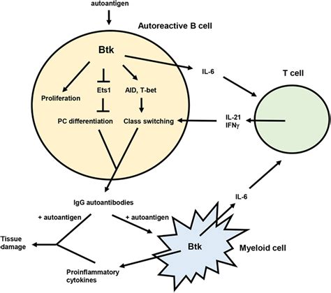 Frontiers Brutons Tyrosine Kinase A Component Of B Cell Signaling