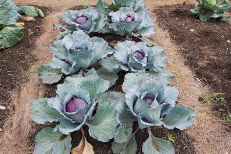 Weve Picked Many Cabbages Already And These Red Ones