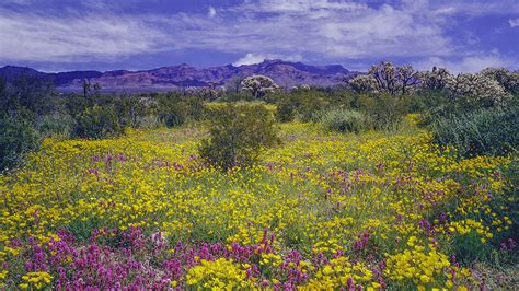 Naja Jeremiassen Sonoran Desert Flowering Plants Where To See