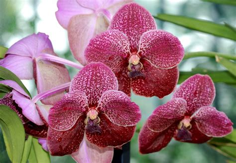 Bakgrundsbilder Blomma Kronblad Botanik Flora Orkide Närbild