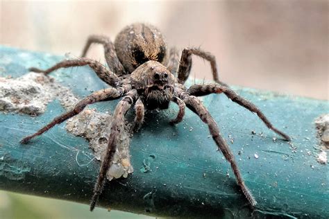 Spiders In Western Washington Sunrise Pest Management