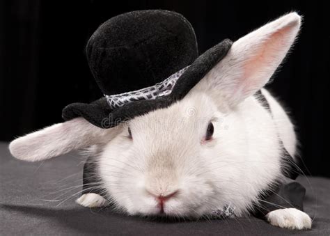 Cute Rabbit In Top Hat And Bow Ti Stock Image Image Of Celebration