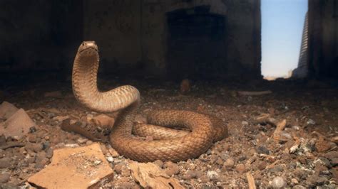 The Western Brown Snake Explained