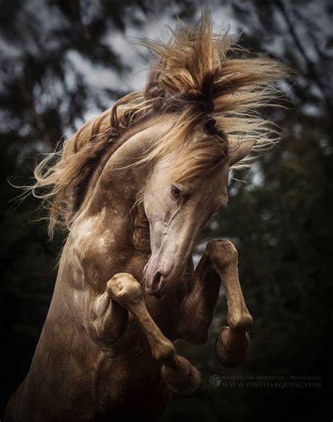 25 Horse Photography Tips Take Great Equine Photography