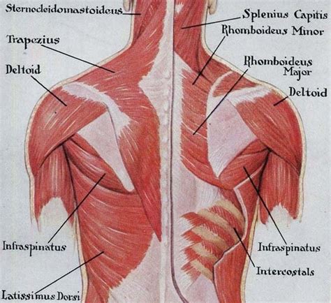 Back Muscle Diagrams Labeled The Muscular System Deep Layers Back
