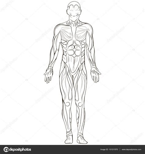 Male Human Body Outline Drawing You Can Edit Any Of Drawings Via Our