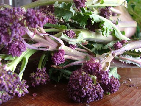 Broccoli Purple Early Sprouting Premier Seeds Direct