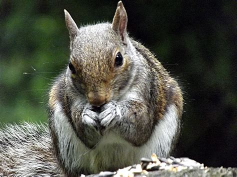 My Blogblob Praying Squirrel