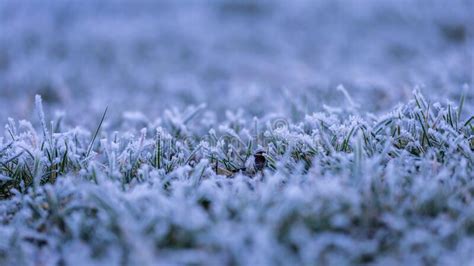 Frost Grass In The Morning Stock Photo Image Of Outdoors 170142242