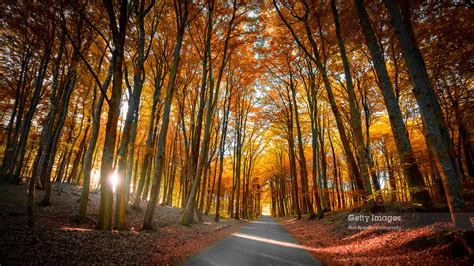 Autumn Glory On Getty Images On Shutterstock Buy The Print Flickr