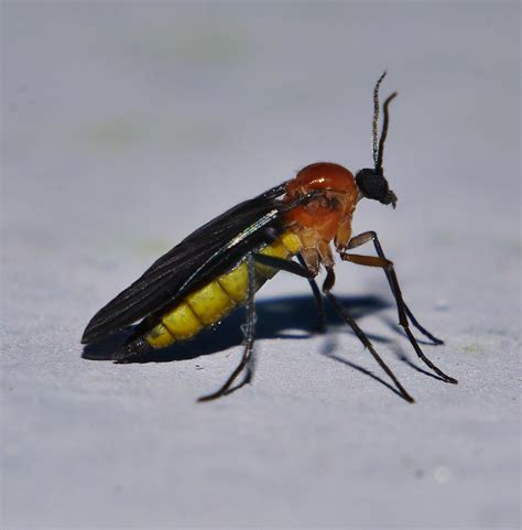 Dark Wing Fungus Gnat Possibly Sciara Sp Sciaridae Bibiono Flickr