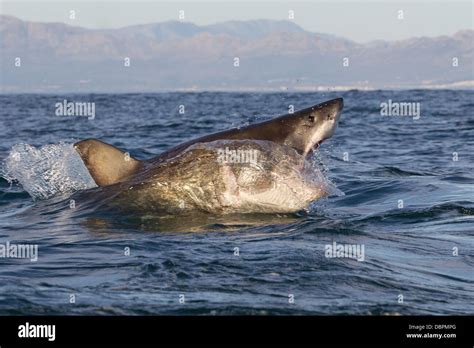 Great White Shark Carcharodon Carcharias Seal Island False Bay
