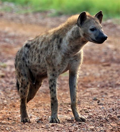 Filespotted Hyena In Madikwe Game Reserve Wikimedia Commons
