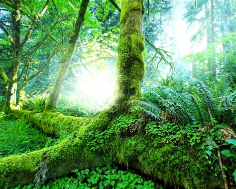 Tropical Forest Trees Moss Green Wallpaper 1280x1024 Resolution