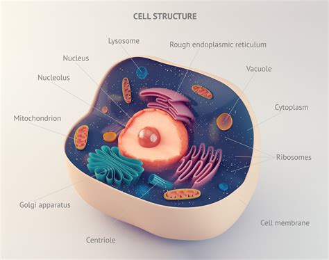 Cell Organisation Levels Structure Of Living Things Tissue And Organs