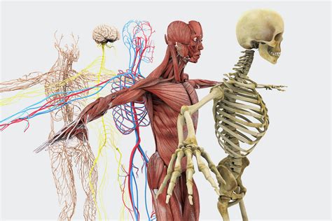 Anatomie Des Menschen