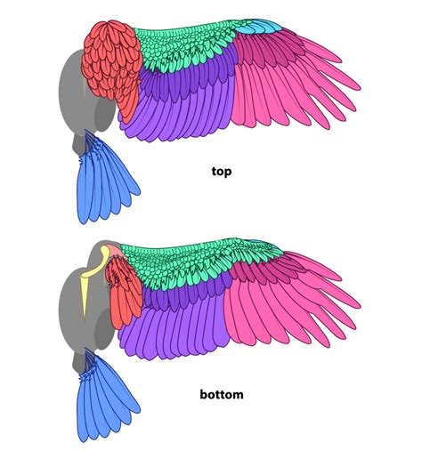 Bird Wings Anatomy Explore Organs And Anatomy Diagram