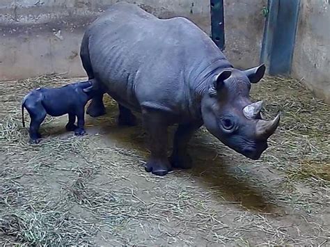Rare Eastern Black Baby Rhino Born At Lincoln Park Zoo Lincoln Park