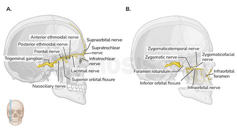 Cranial Nerves In An Orbit