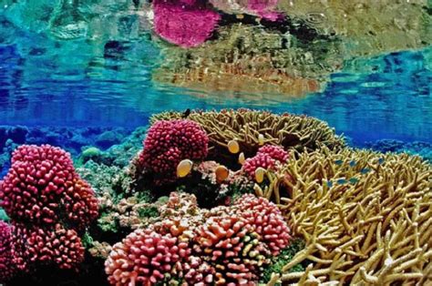 Arrecifes De Coral Al Limite