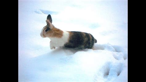 Bunny Jumping In The Snow Youtube