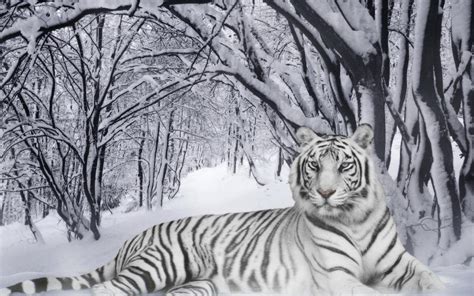 White Tiger Desktop Backgrounds Wallpaper Cave