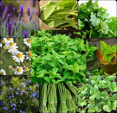 Plantas Aromáticas Perennes que plantas una vez y disfrutarás durante años El Horticultor