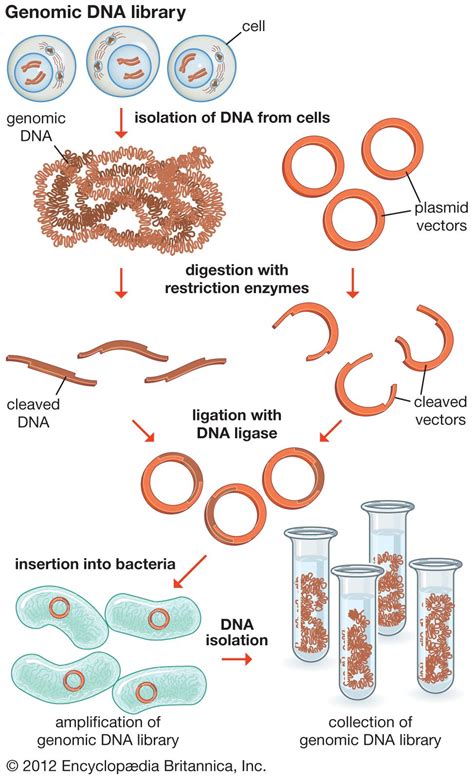 An Overview Of Gene Cloning