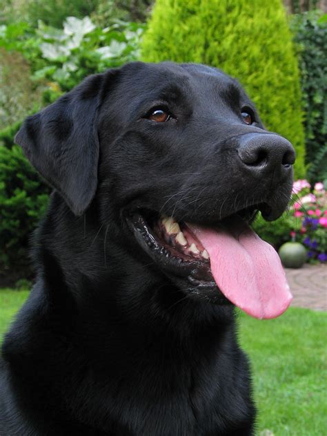 Generally known and loved for their cheerful. Lab's are simply the best. | Black labrador retriever ...