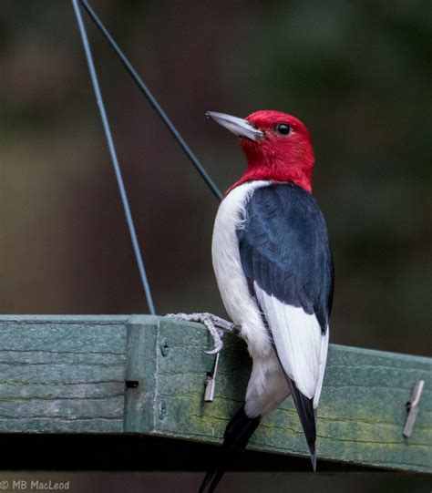 Red Headed Woodpecker Feederwatch