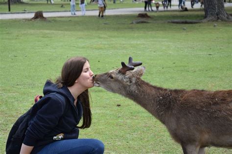 Roe Deer Kisses Womanifttt2pvu4fe Animals Kissing Animal