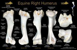 Related image | Horse anatomy, Animal bones, Horse bones