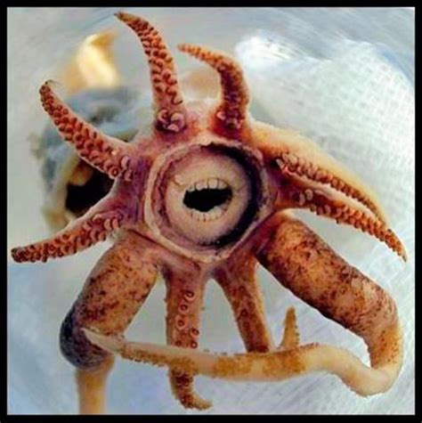 Deep Sea Squid With Teeth Fact Or Fiction