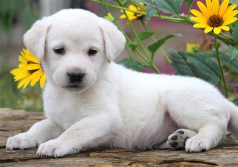 English Cream Labrador Retriever Puppies Leah Labrador Retriever