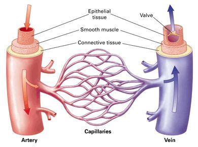 Heart and major blood vessels quiz.download e copies of my text books from how i mastered anatomy how i mastered anatomy von dr. 15 Differences Between Arteries and Veins | Both structural and functional