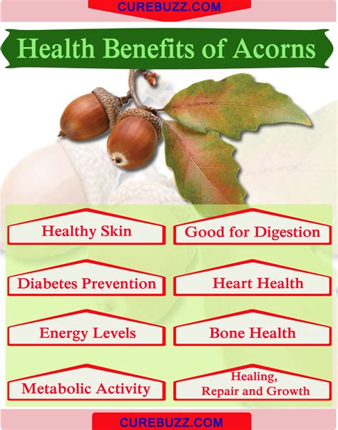 8 Health Benefits Of Acorns Curebuzz