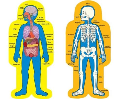 This is my body grade/level: organs of the body kids - Google Search | cosas pal cole ...