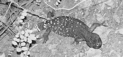 Guatemalan Beaded Lizard In The Wild Download Scientific Diagram