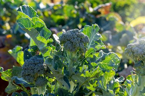 How To Plant Broccoli Outside
