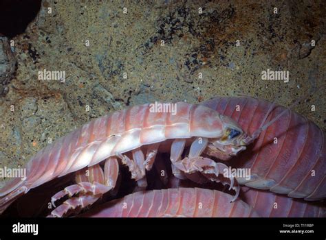 Giant Isopod Bathynomus Giganteus Stock Photo Alamy