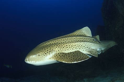 Whale sharks produce eggs but don't lay them. Do Sharks Lay Eggs? - WorldAtlas.com