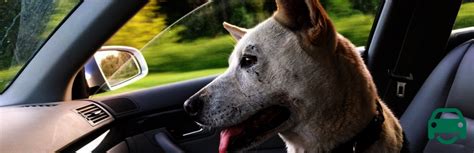 Depending on the size of the carpet, you may. How To Get The Smell Of Dog Out Of Your Car | Car ...